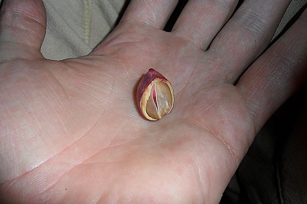 Kako dobro poznate pistacijo?